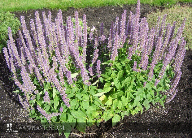 Agastache 'Blue Fortune' P9