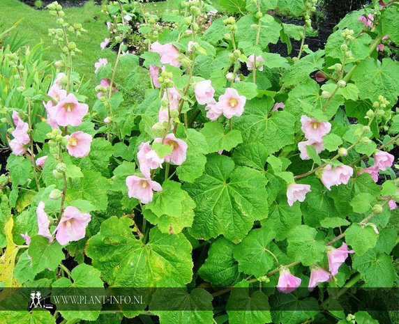 Alcea ficifolia P9