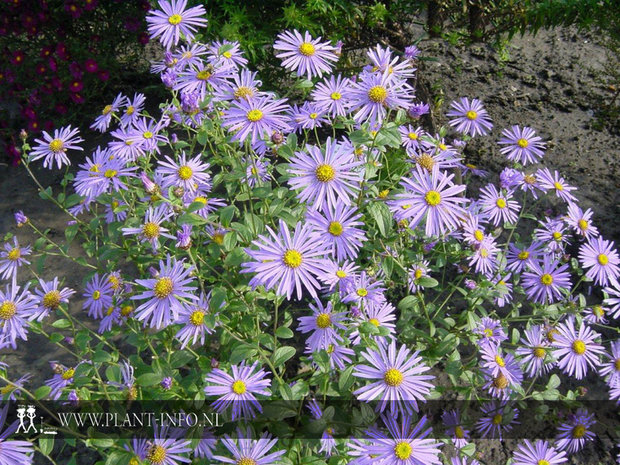 Aster frikartii 'Mönch' P9