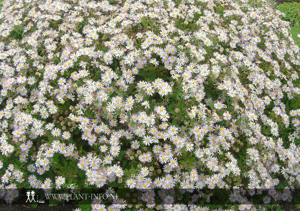 Aster ageratoides 'Asran' P9