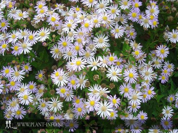 Aster ageratoides 'Asran' P9