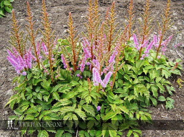 Astilbe chinensis 'Pumila' P9