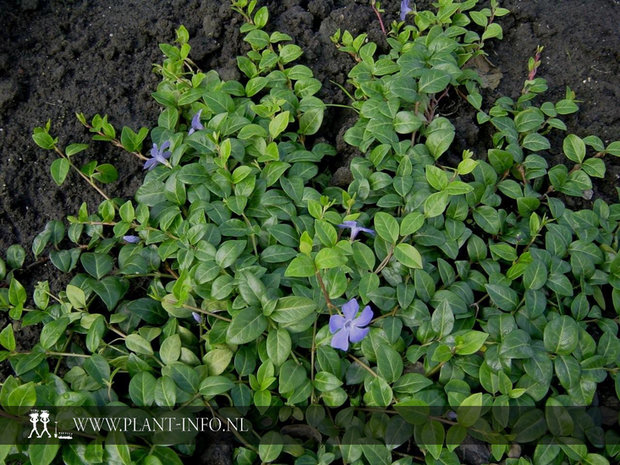 Vinca minor 'La Grave' P9