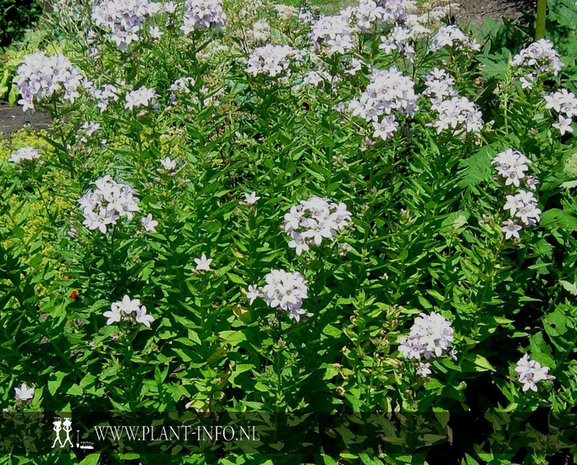 Campanula lac. 'Loddon Anna' P9