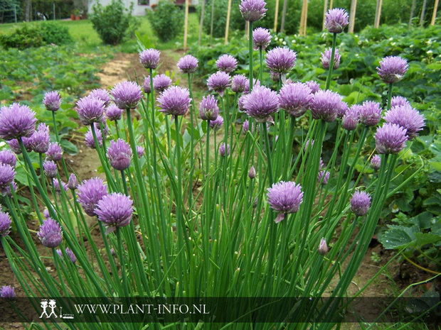 Allium schoenoprasum P9