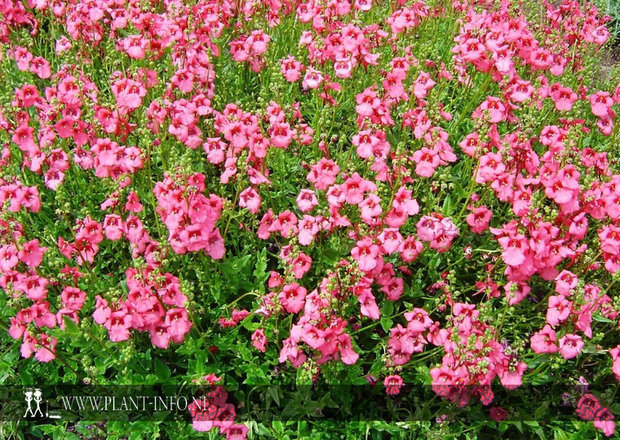 Diascia 'Ruby Field' P9