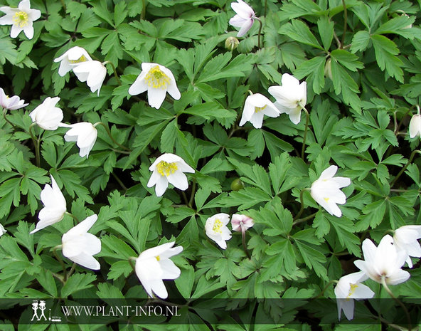 Anemone nemorosa P9