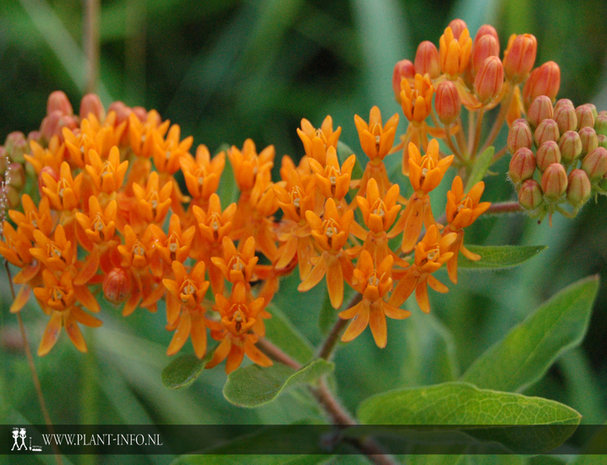 Asclepias tuberosa P9