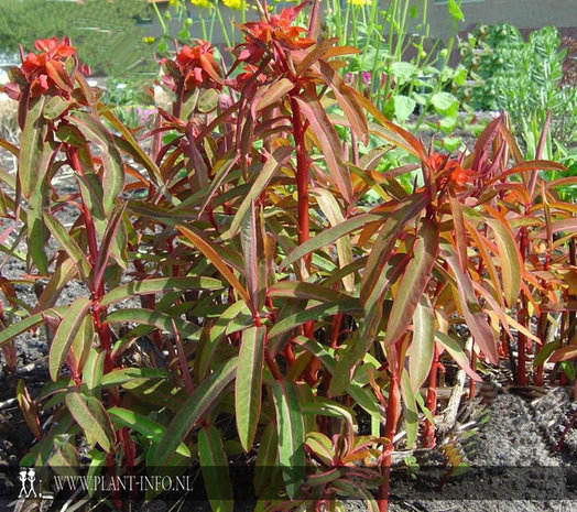 Euphorbia griffithii 'Fireglow' P9