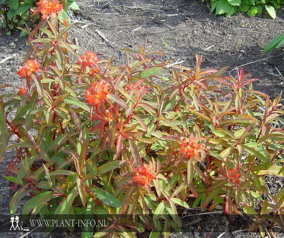 Euphorbia griffithii 'Fireglow' P9