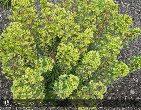 Euphorbia martinii P9