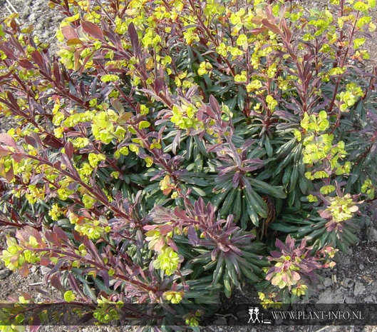 Euphorbia amygdaloides 'Purpurea' P9