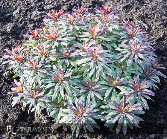 Euphorbia amygdaloides 'Purpurea' P9