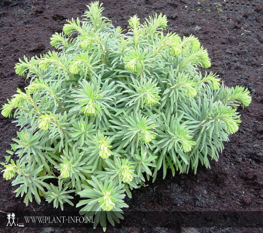Euphorbia cha. wulfenii P9
