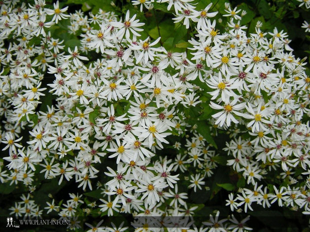 Aster divaricatus P9