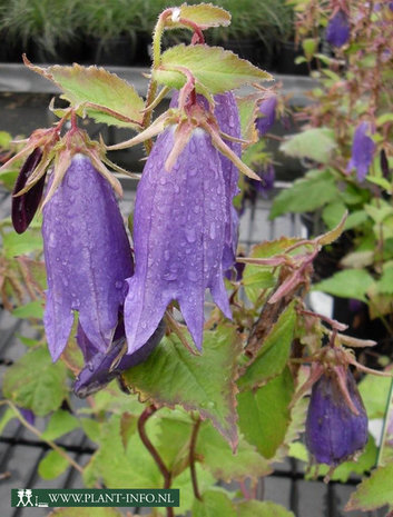 Campanula 'Sarastro' P9