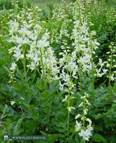 Dictamnus albus 'Albiflorus' P9