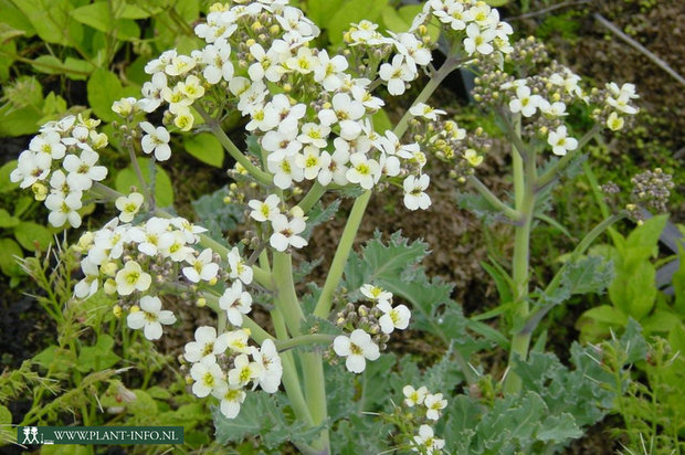 Crambe maritima P9