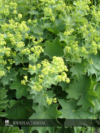 Alchemilla mollis 'Senior' P9