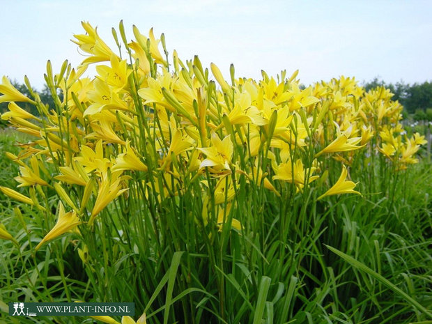 Hemerocallis lilioasphodelus P9