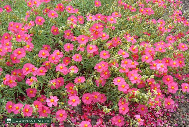 Helianthemum 'Ben Hope' P9