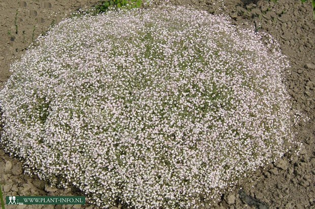 Gypsophila 'Rosenschleier' P9