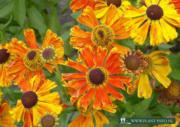 Helenium 'Waltraut' P9