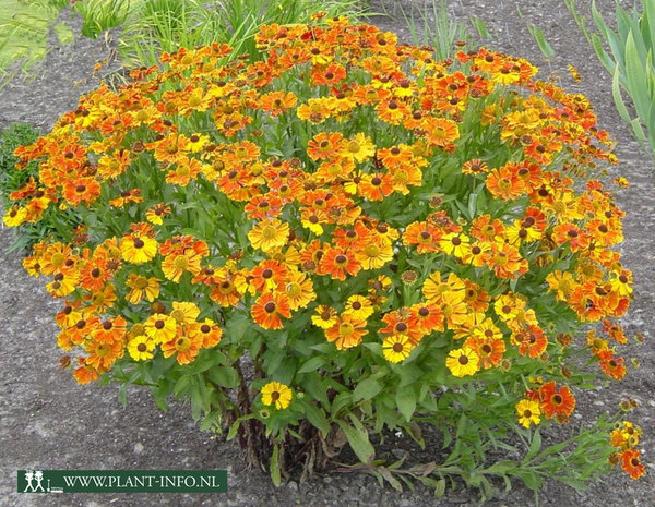 Helenium 'Waltraut' P9