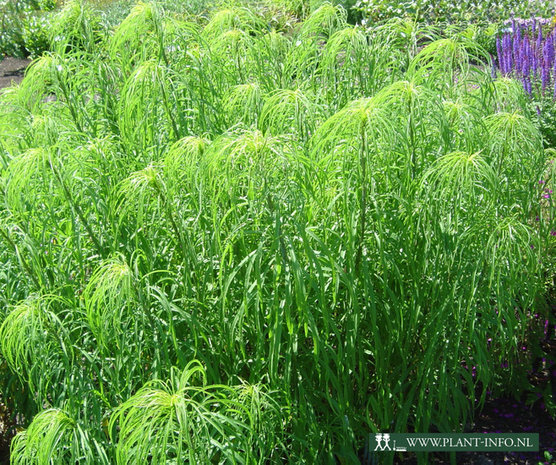 Helianthus salicifolius P9