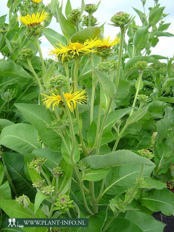 Inula helenium P9