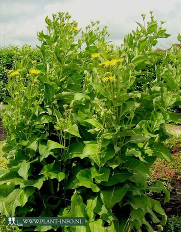 Inula helenium P9