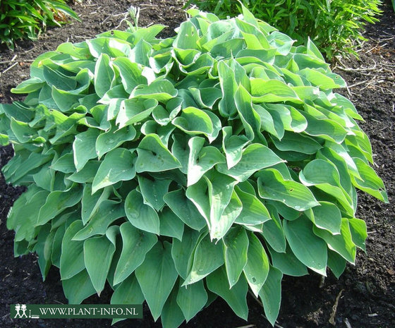 Hosta 'Blue Cadet' P9