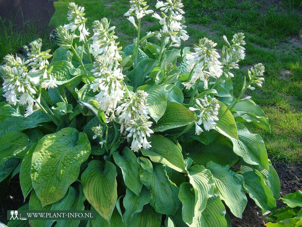 Hosta sie. 'Elegans' P9