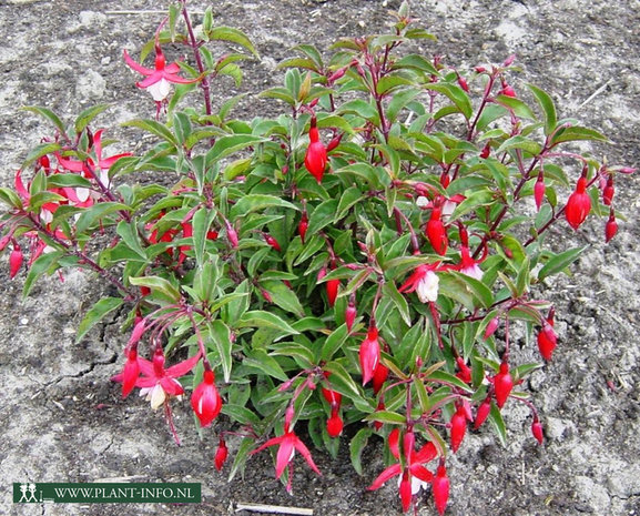 Fuchsia 'Madame Cornelissen' P9