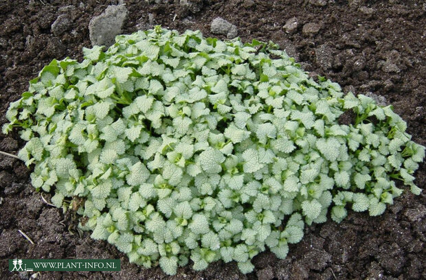 Lamium mac. 'White Nancy' P9