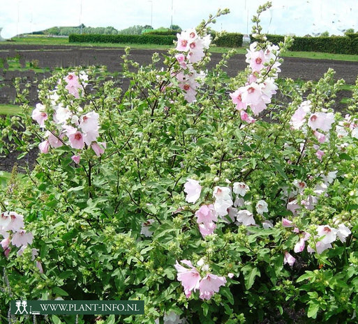 Lavatera 'Barnsley' P9