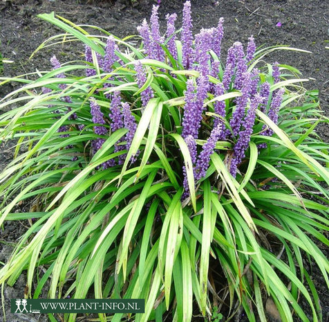 Liriope m. 'Ingwersen' P9
