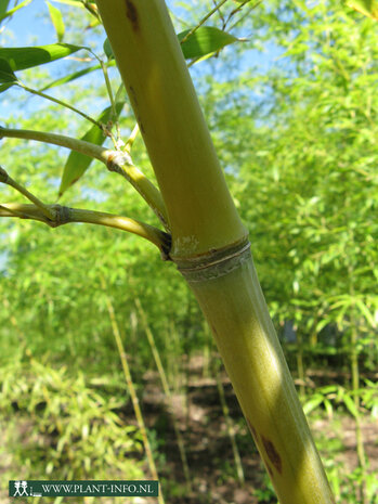 Phyllostachys aurea C7,5