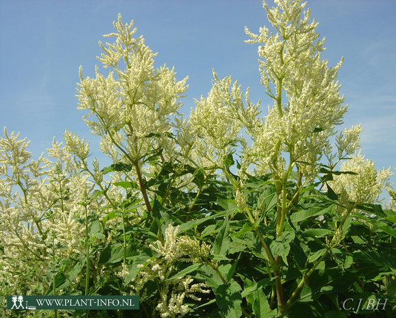 Persicaria polymorpha P9