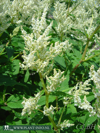 Persicaria polymorpha P9