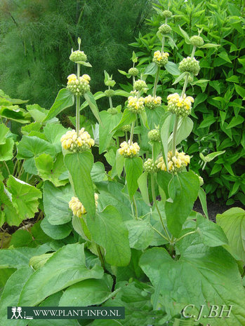 Phlomis russeliana P9