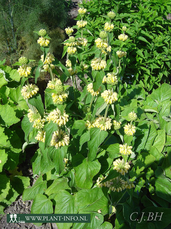 Phlomis russeliana P9