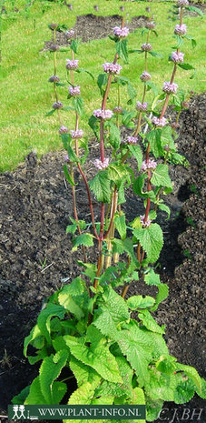 Phlomis tuberosa P9