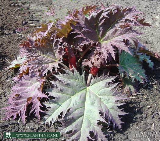 Rheum palmatum tanguticum P9