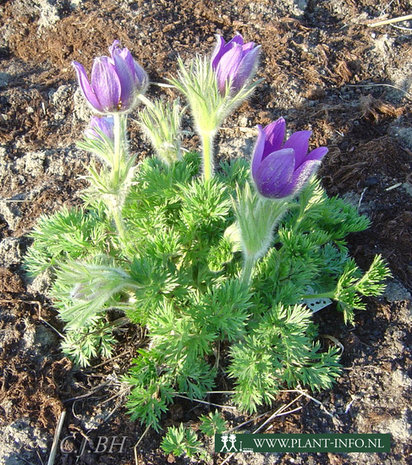 Pulsatilla vulgaris P9