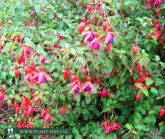 Fuchsia 'Mrs Popple' P9
