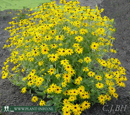 Rudbeckia fulgida deamii P9