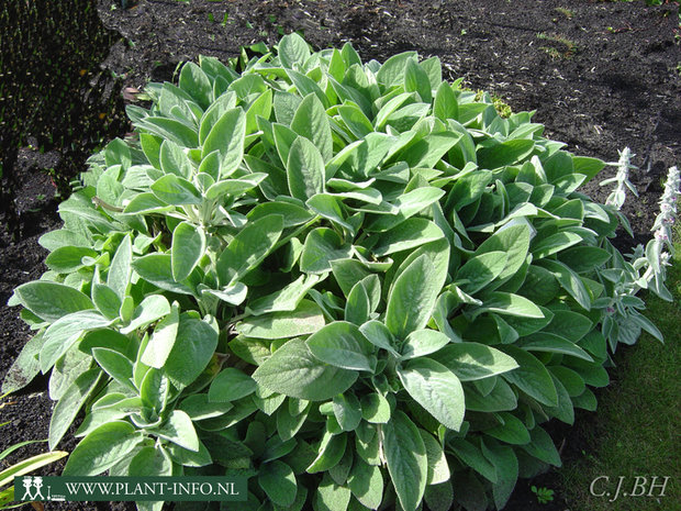 Stachys byzantina 'Big Ears' P9