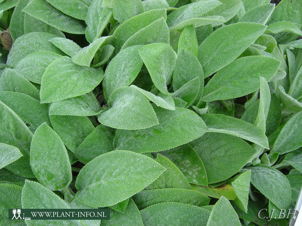 Stachys byzantina 'Big Ears' P9