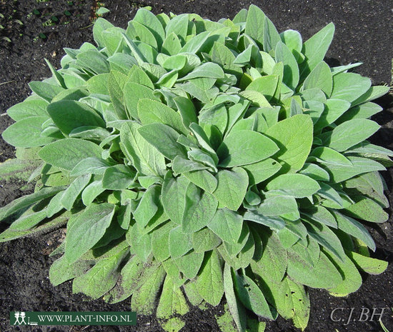 Stachys byzantina 'Cotton Boll' P9